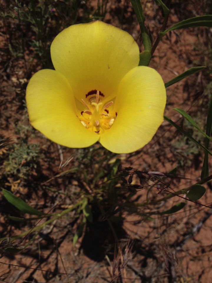 Calochortus concolor flower