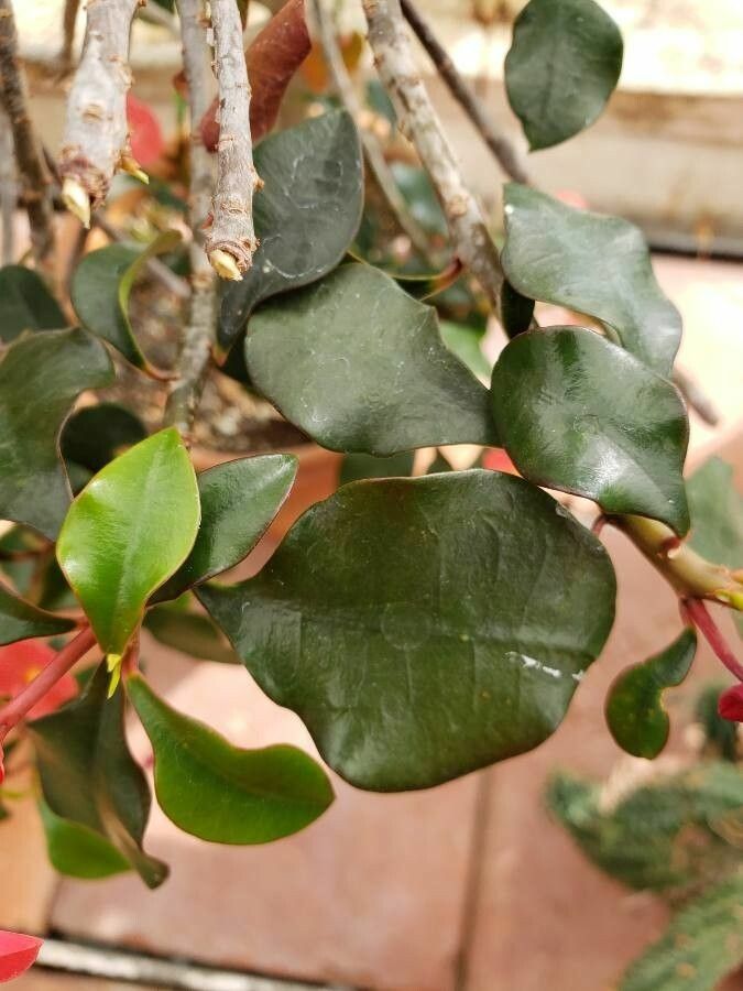 Euphorbia geroldii — search result for 'Euphorbia'