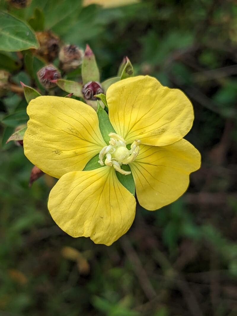 Ludwigia nervosa — search result for 'Ludwigia'