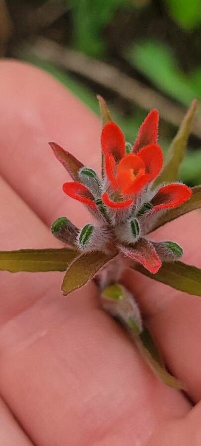 Castilleja nervata leaf