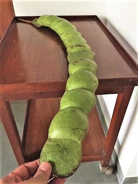 Entada phaseoloides — search result for 'Papua New Guinea'