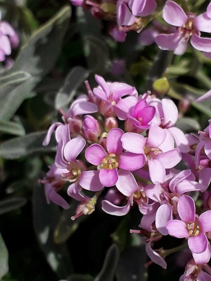 Ptilotrichum spinosum flower