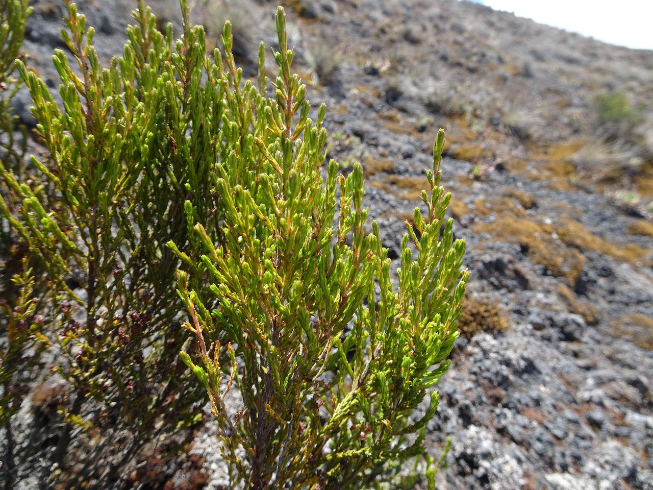Erica mannii leaf
