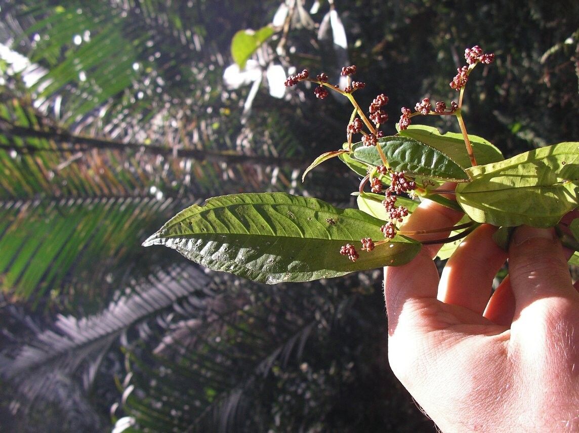 Pilea longifolia — search result for 'Pilea'
