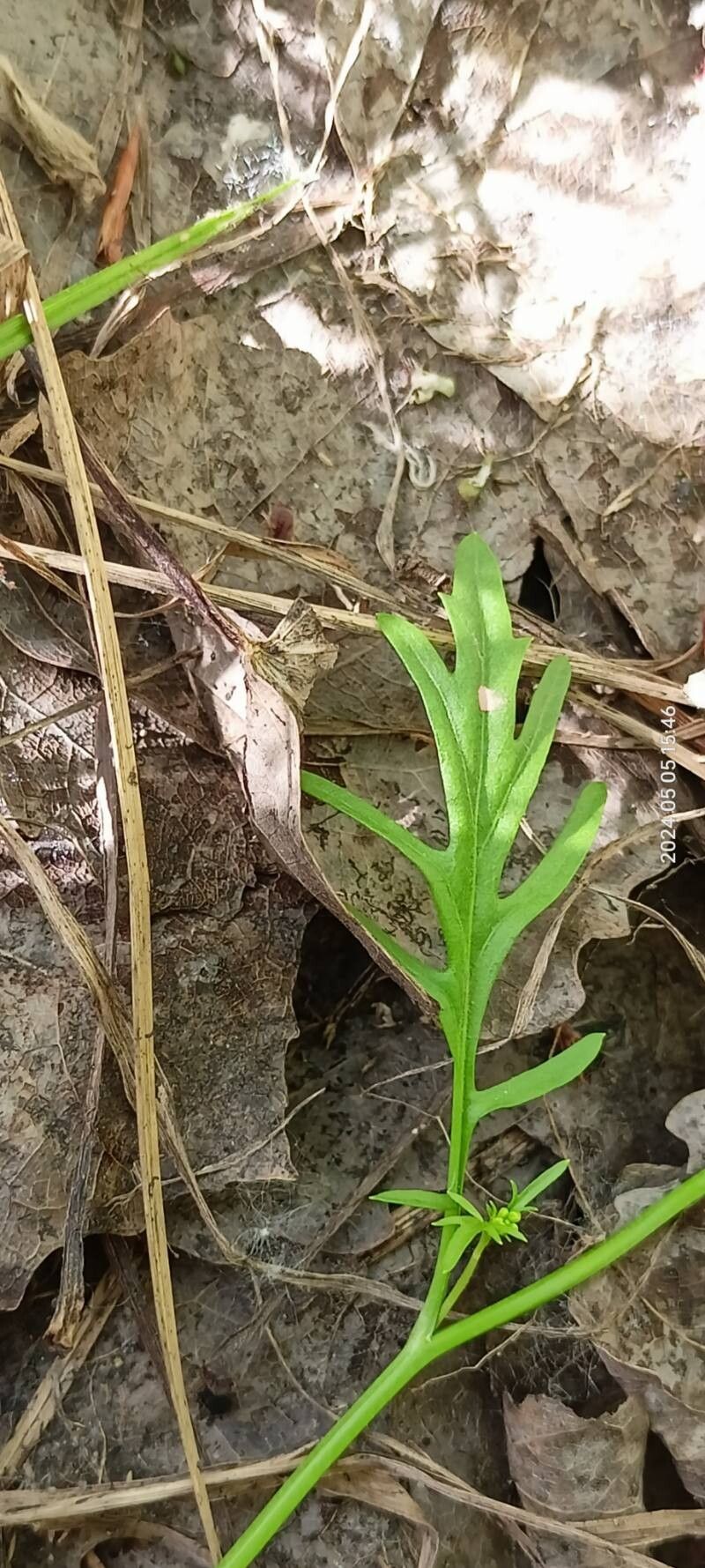 Rorippa brachycarpa — related species from the same genus