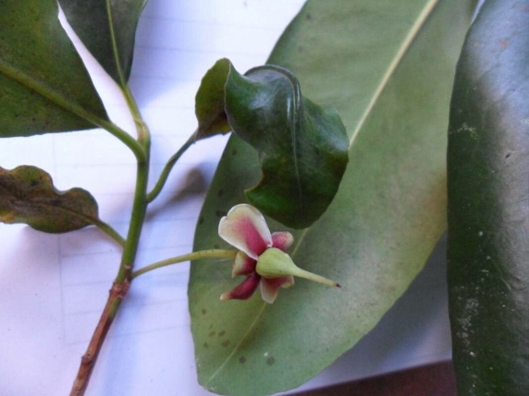 Ternstroemia carnosa other