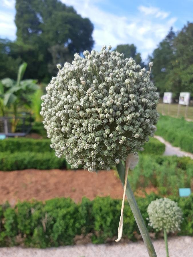 Allium porrum fruit
