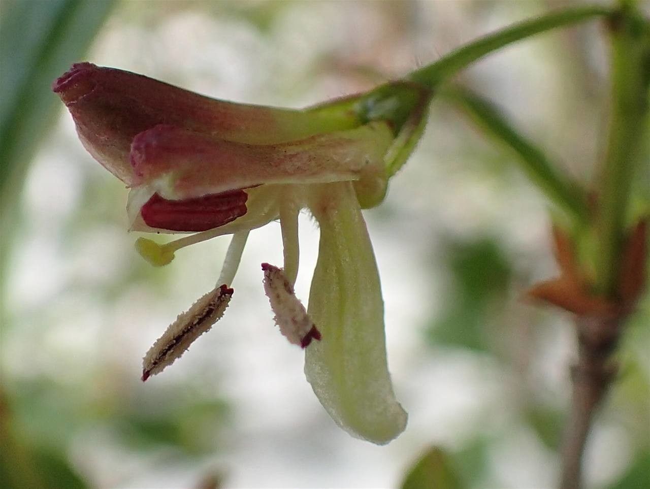 Lonicera alpigena flower
