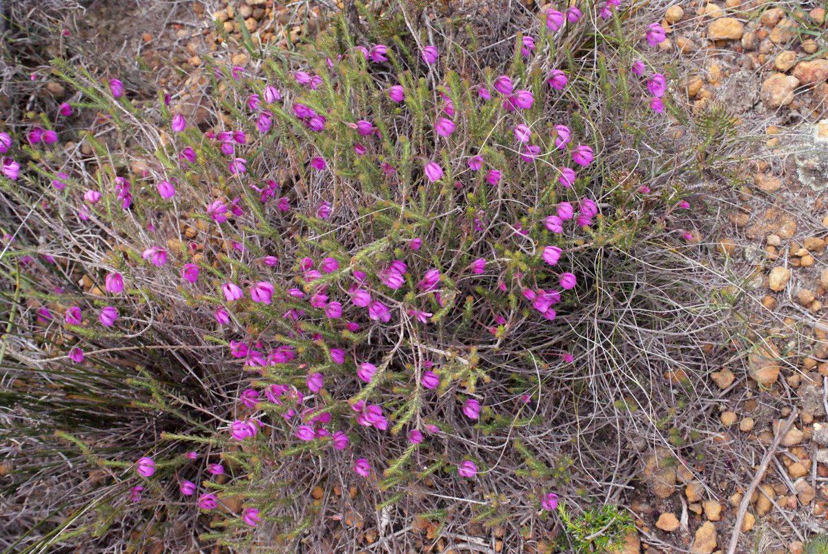 Tetratheca confertifolia habit