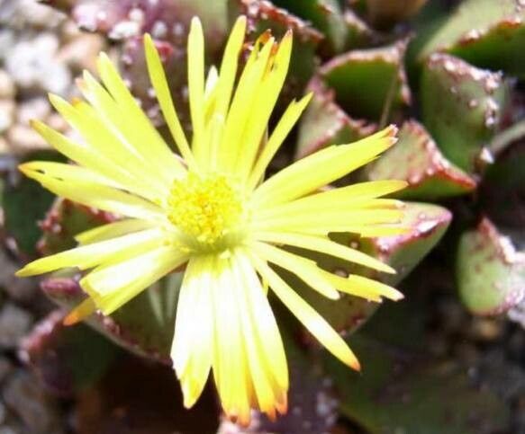 Stomatium ermininum — related species from the same genus