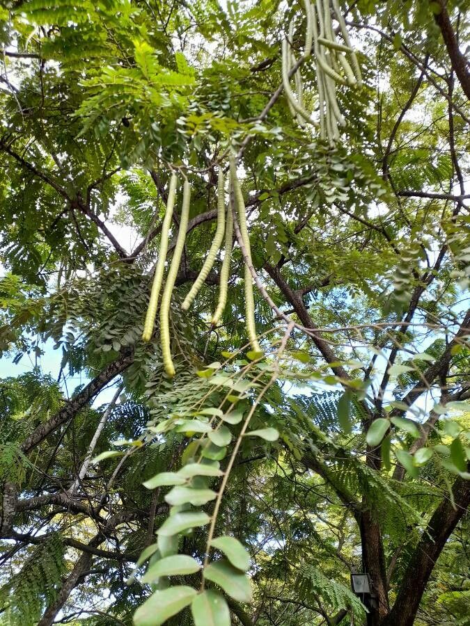 Cassia abbreviata fruit