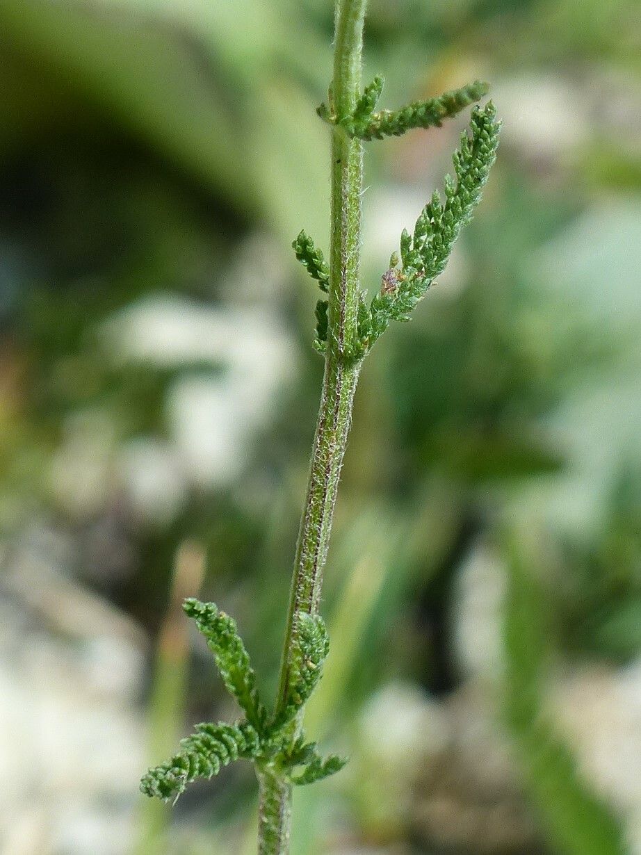 Achillea × roseoalba bark