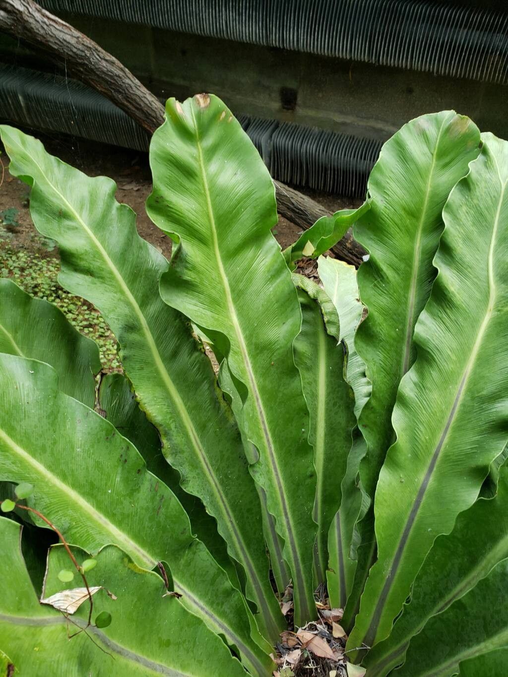 Asplenium goudeyi — houseplant care guide