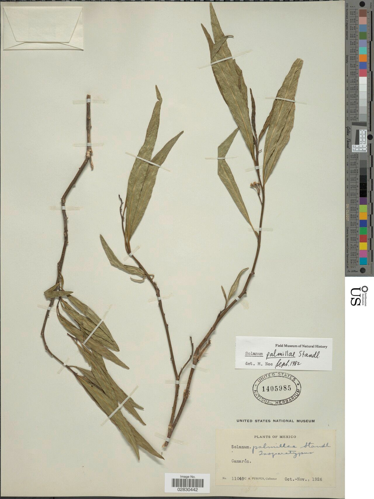 Solanum palmillae — houseplant care guide