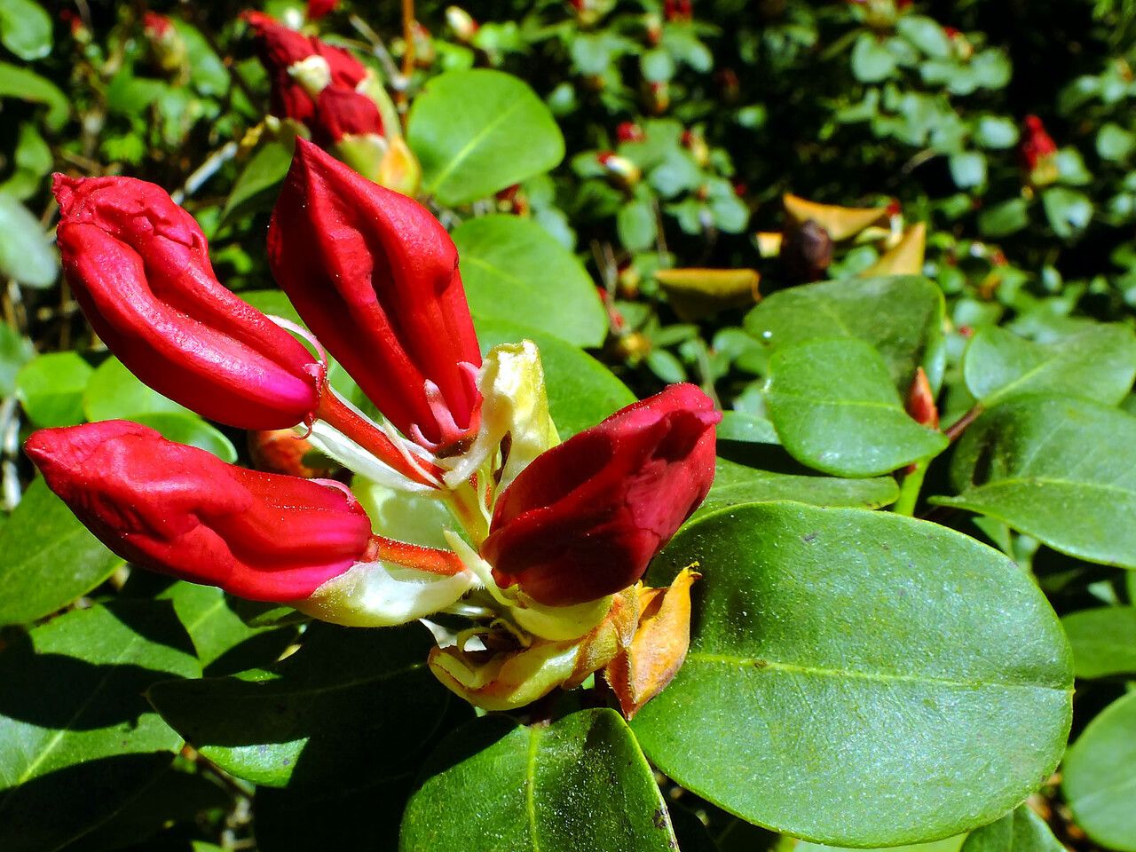 Rhododendron haematodes flower