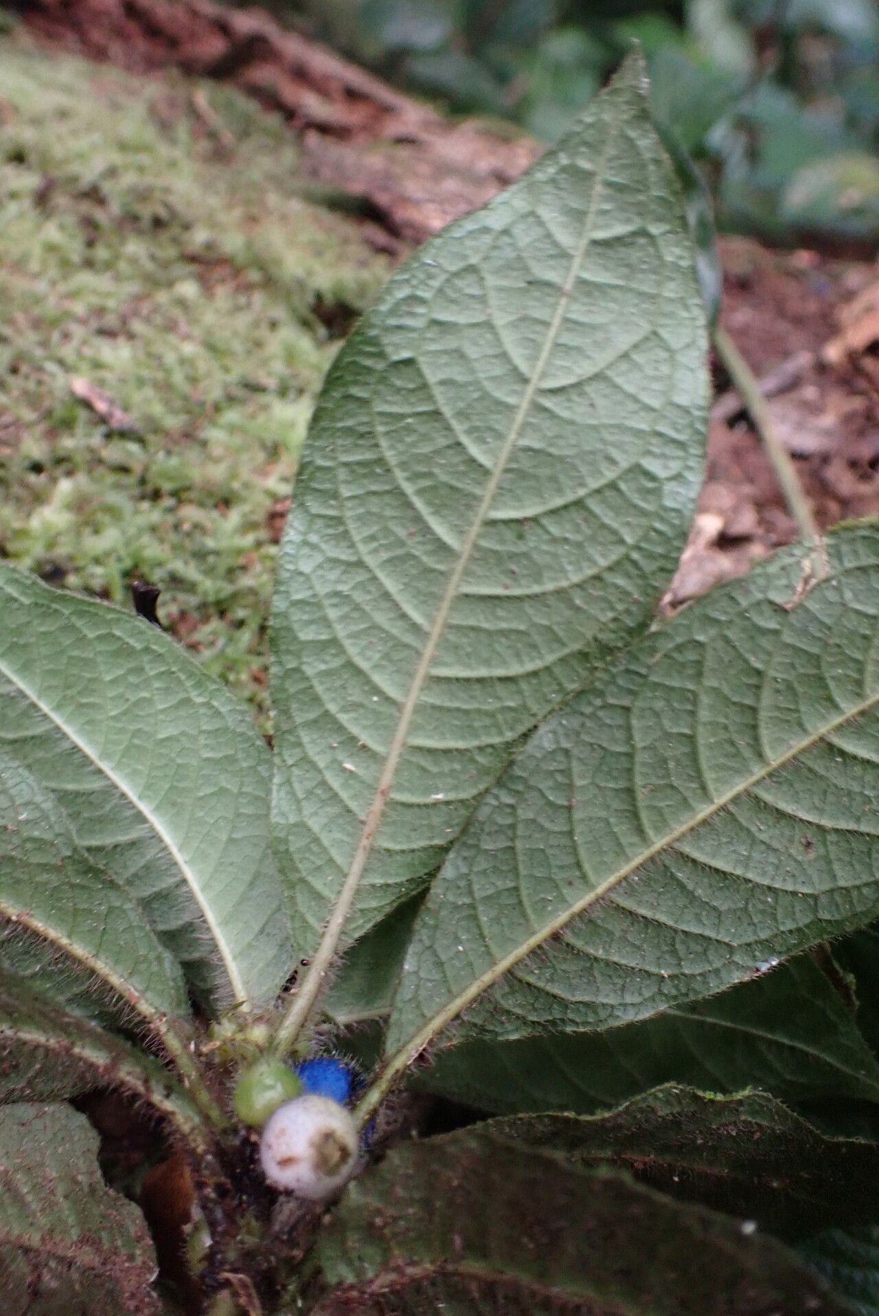 Lasianthus repens leaf