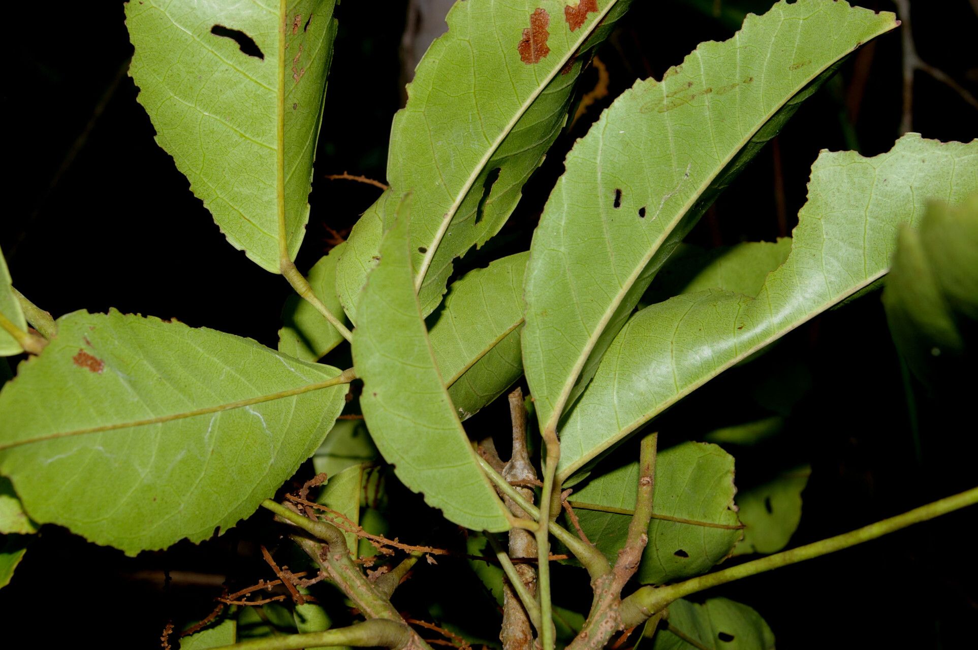 Connarus lentiginosus leaf