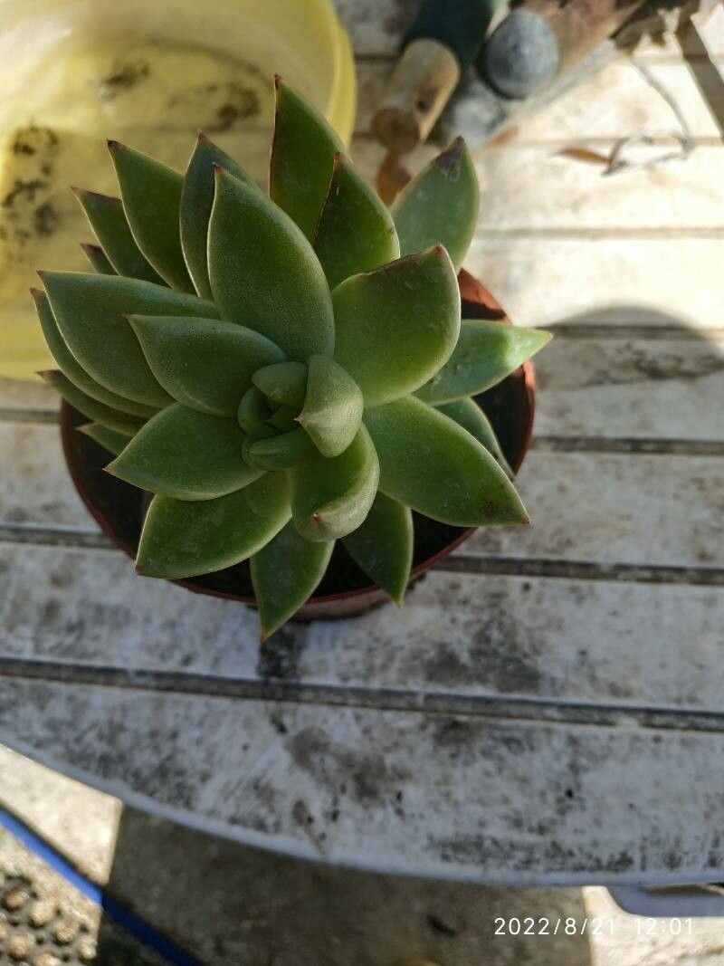 Echeveria × sayulensis — search result for 'Echeveria'