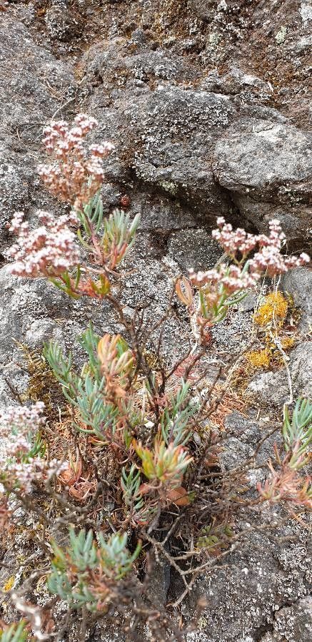 Dicheranthus plocamoides — houseplant care guide