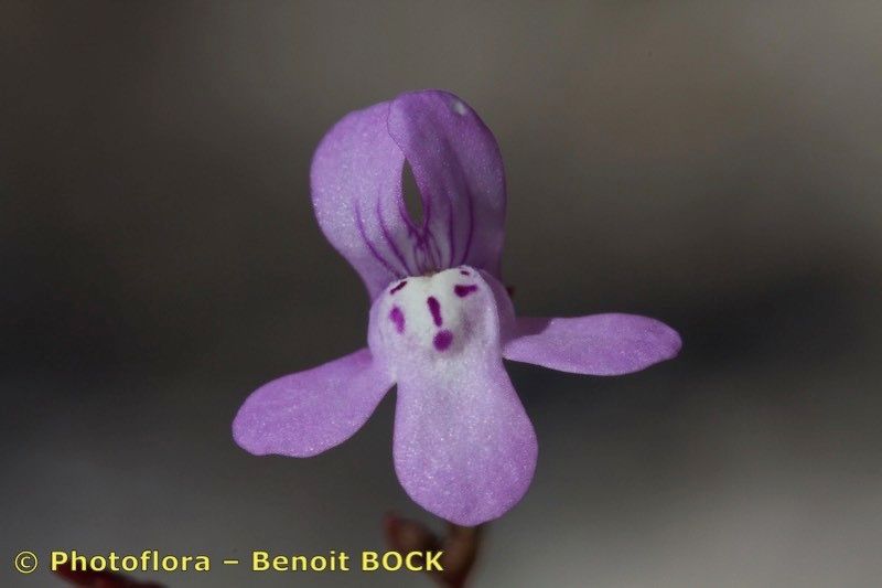 Chaenorhinum grandiflorum flower