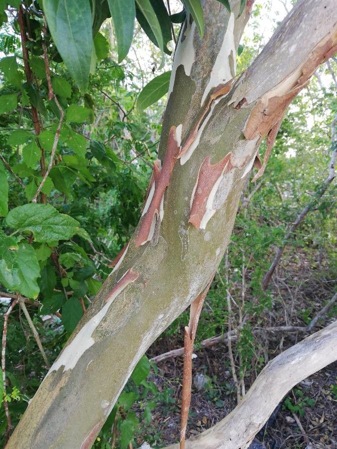 Chloroleucon mangense bark