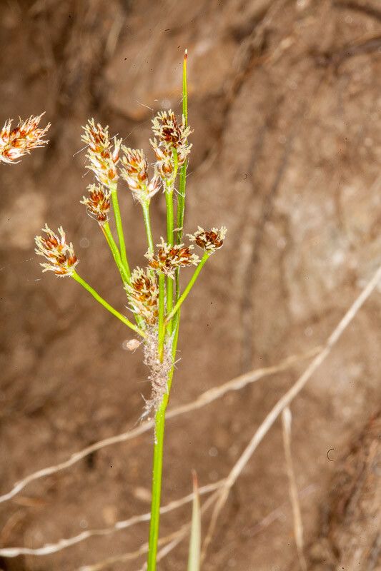 Luzula multiflora flower