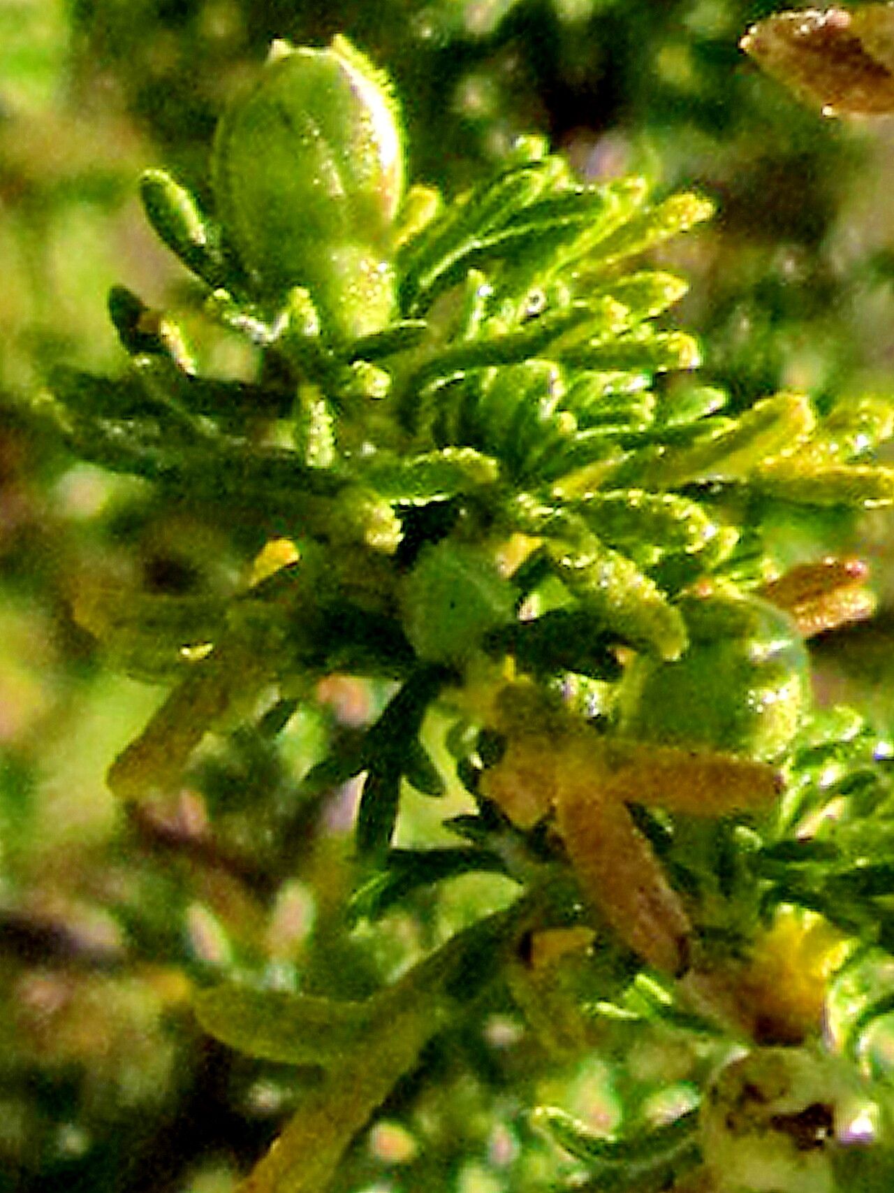 Purshia mexicana flower