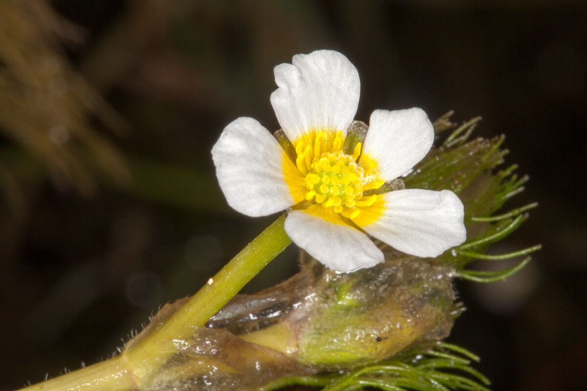 Ranunculus circinatus flower