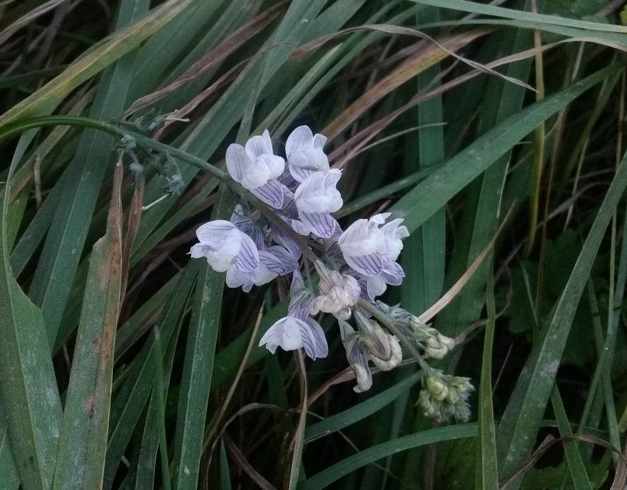 Linaria repens flower