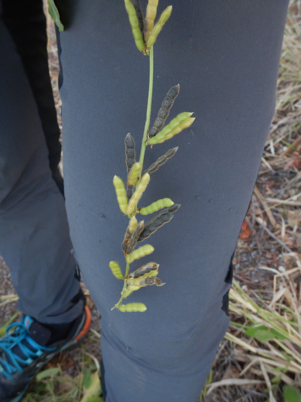 Neonotonia wightii fruit