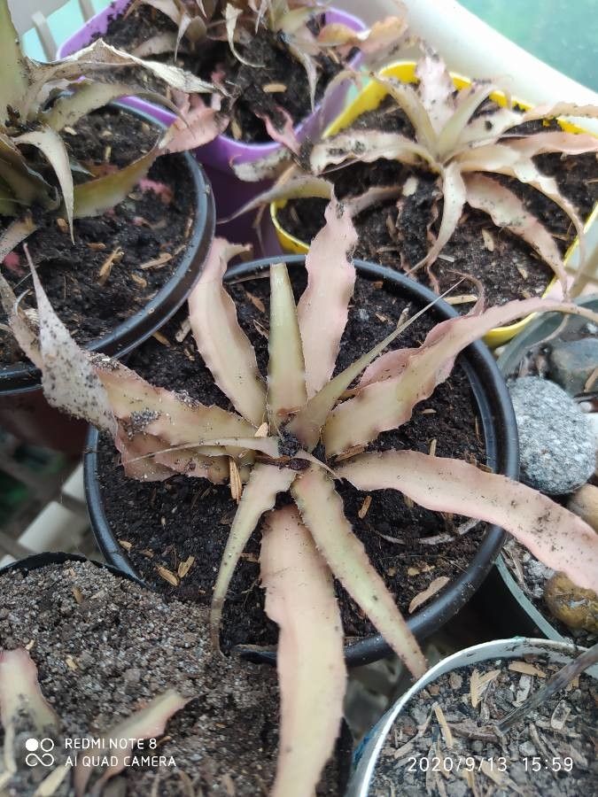 Cryptanthus acaulis fruit