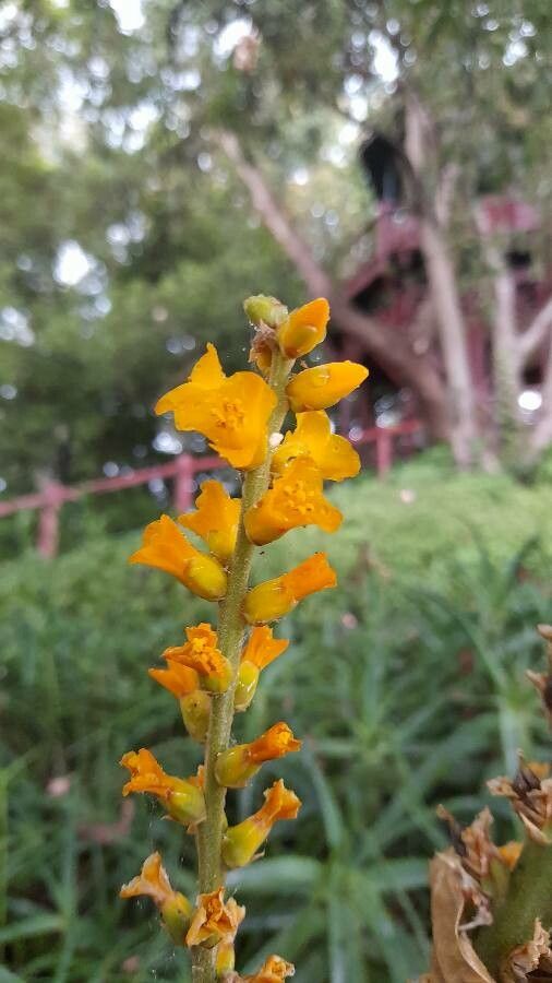 Dyckia brevifolia flower