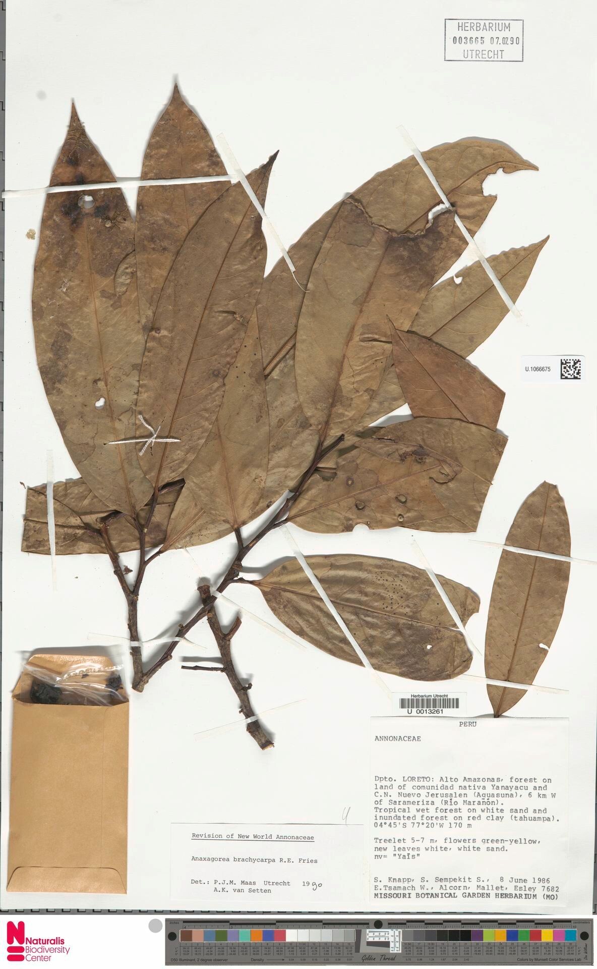 Anaxagorea brachycarpa — related species from the same genus