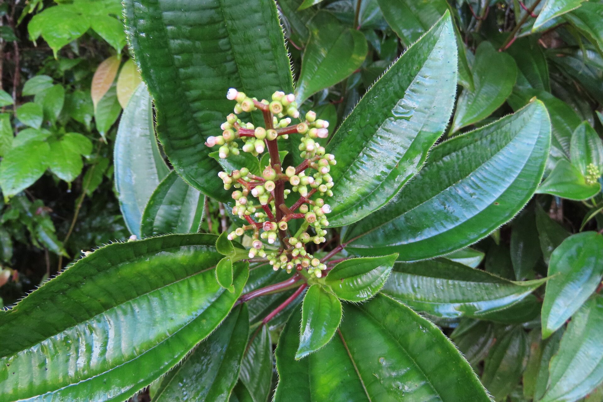 Miconia intricata — houseplant care guide