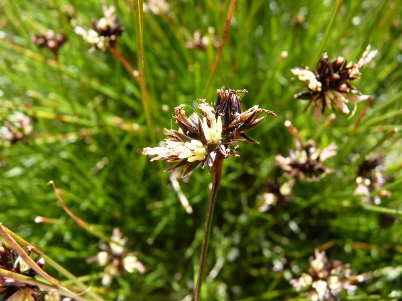 Juncus jacquini fruit