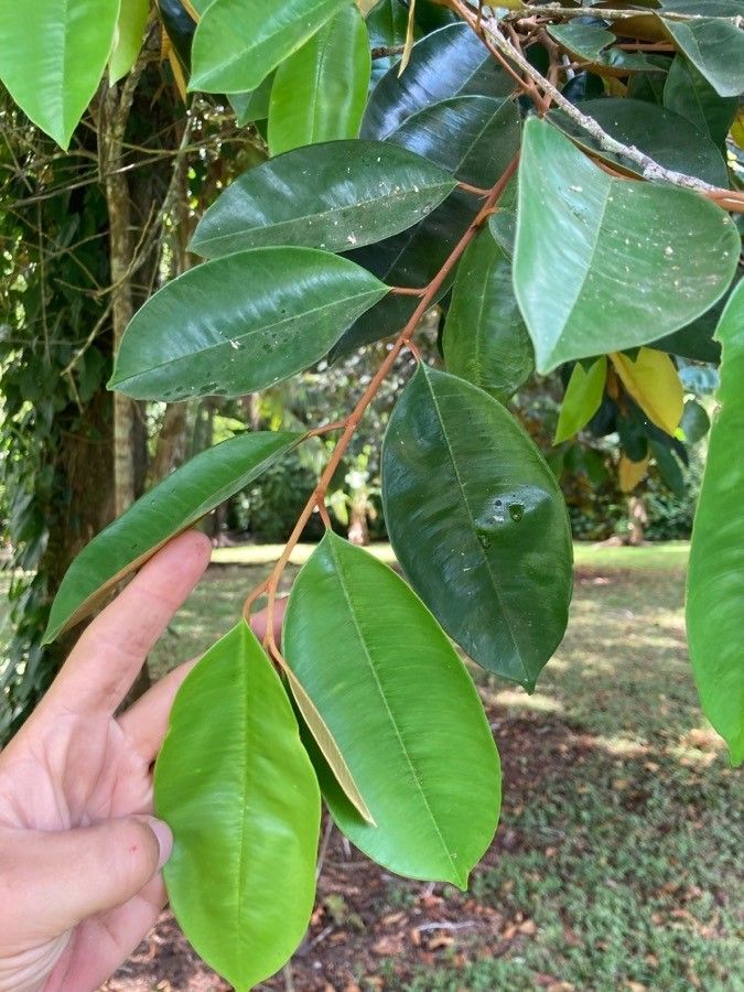 Chrysophyllum cainito leaf