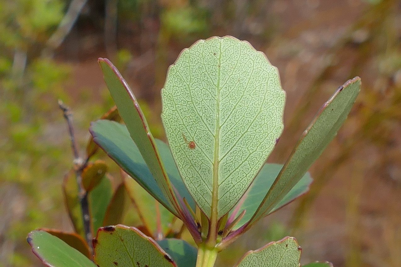 Pancheria communis leaf