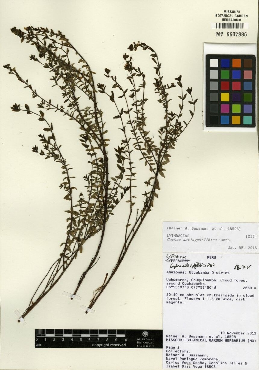Cuphea antisyphilitica other