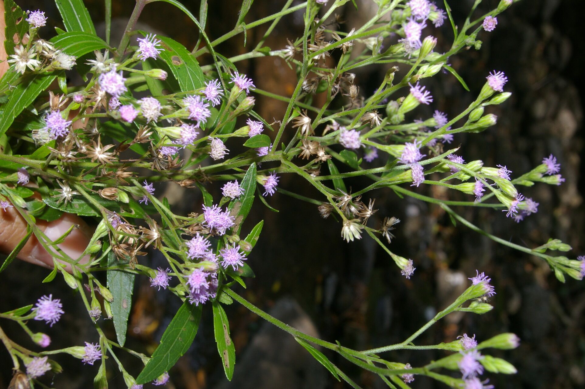 Fleischmannia sideritidis flower