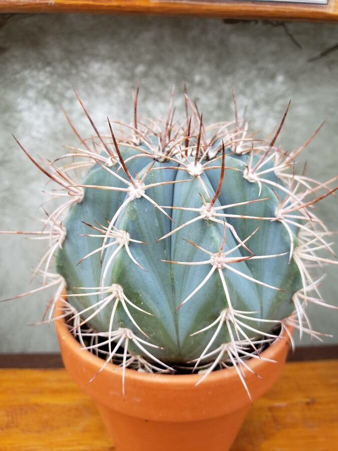Melocactus azureus habit
