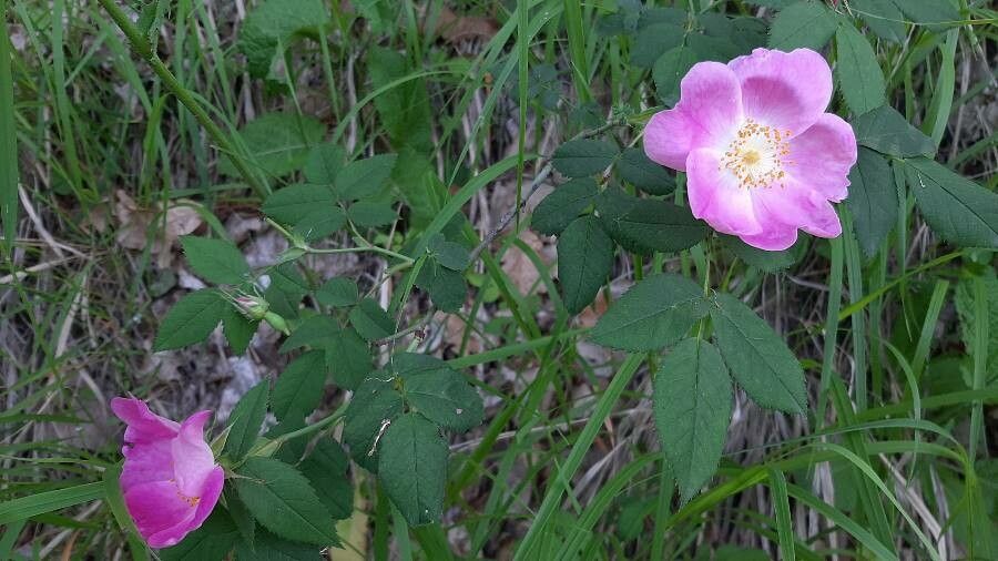 Rosa carolina flower