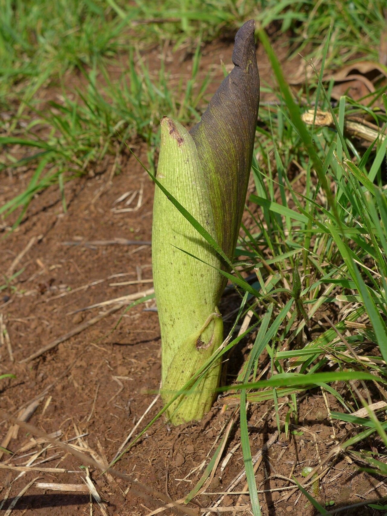 Amorphophallus abyssinicus — related species from the same genus