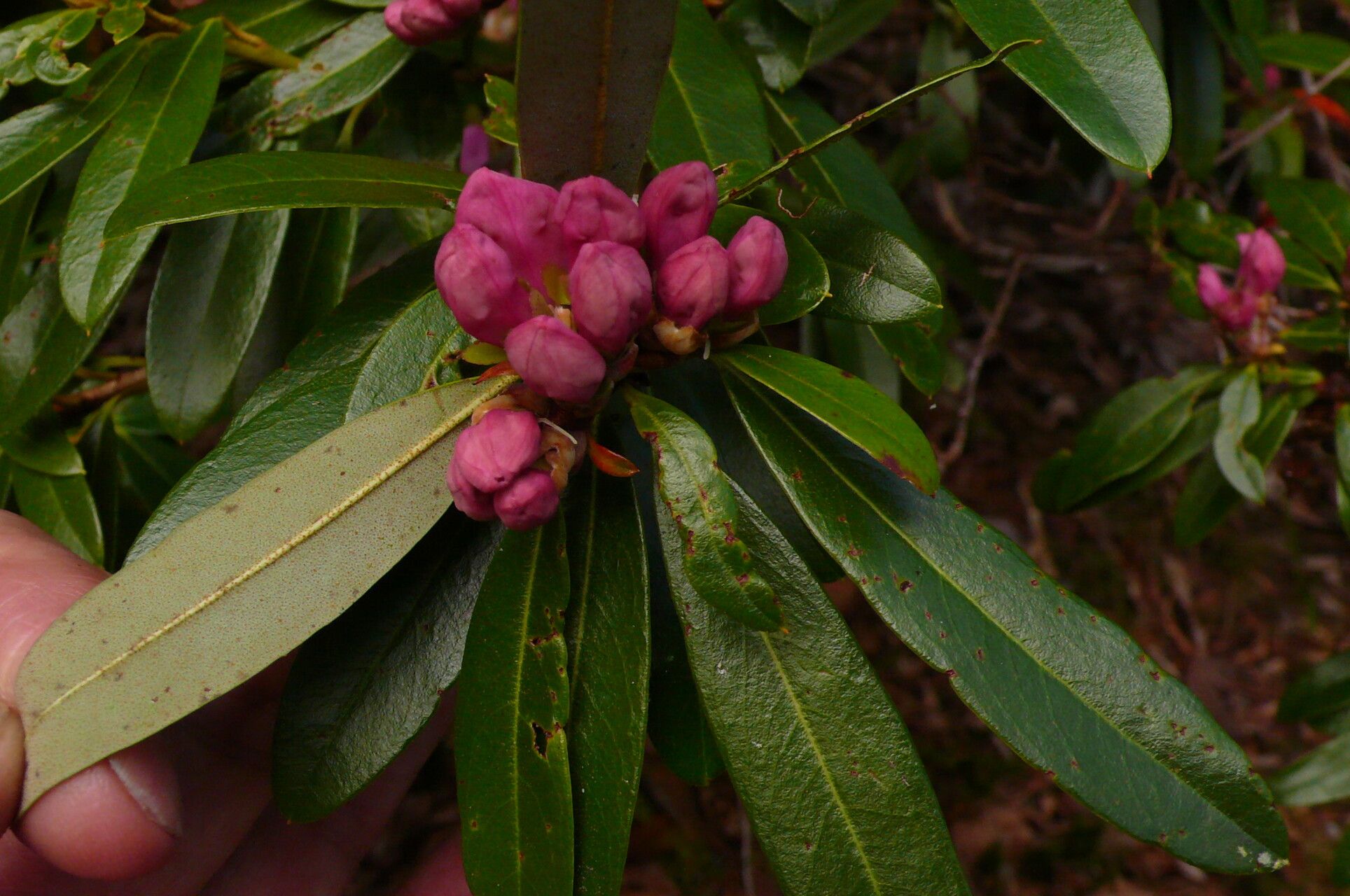 Rhododendron tephropeplum leaf