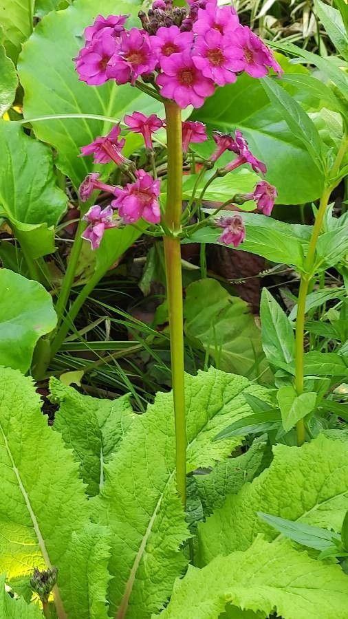 Primula beesiana bark