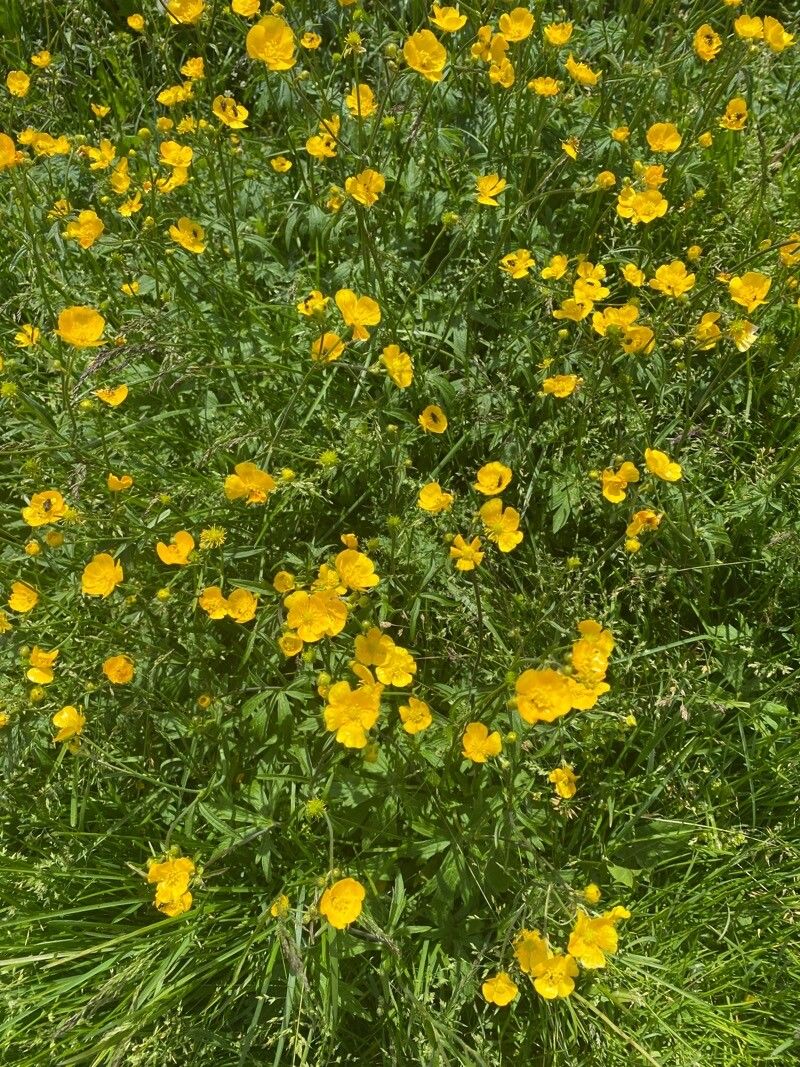Ranunculus macrophyllus flower