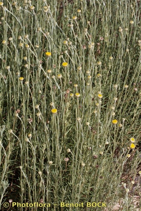 Santolina impressa habit