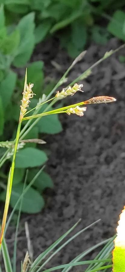 Carex conica flower