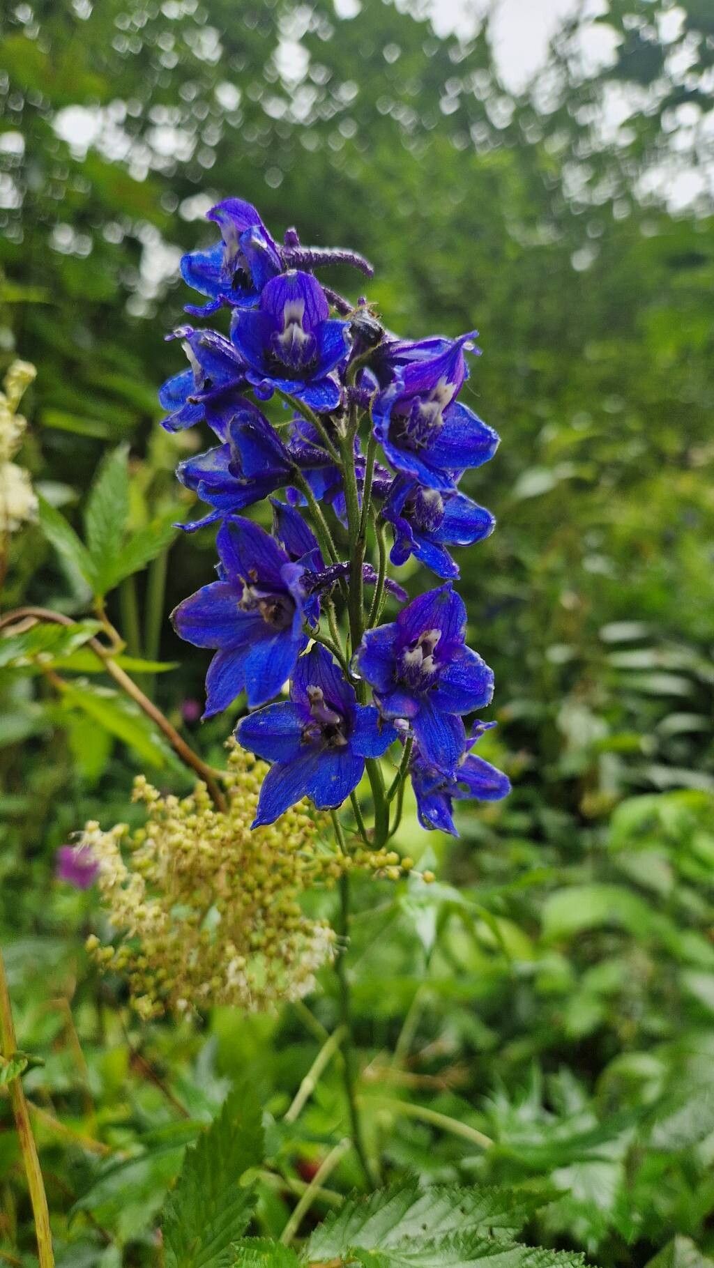Delphinium austriacum flower