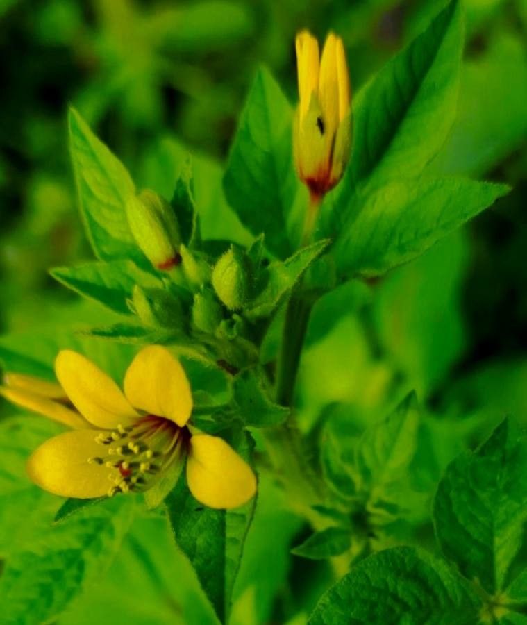 Cleome viscosa flower