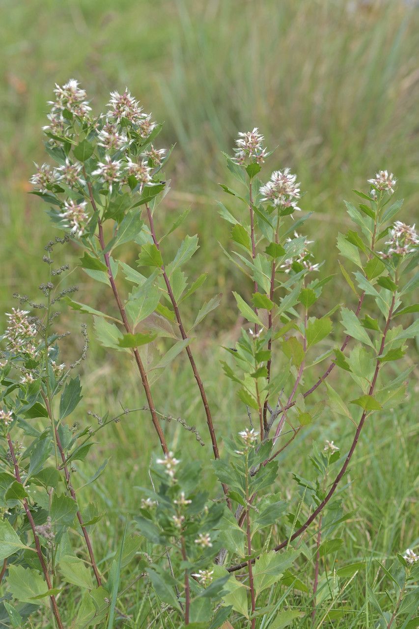 Salicornia obscura habit